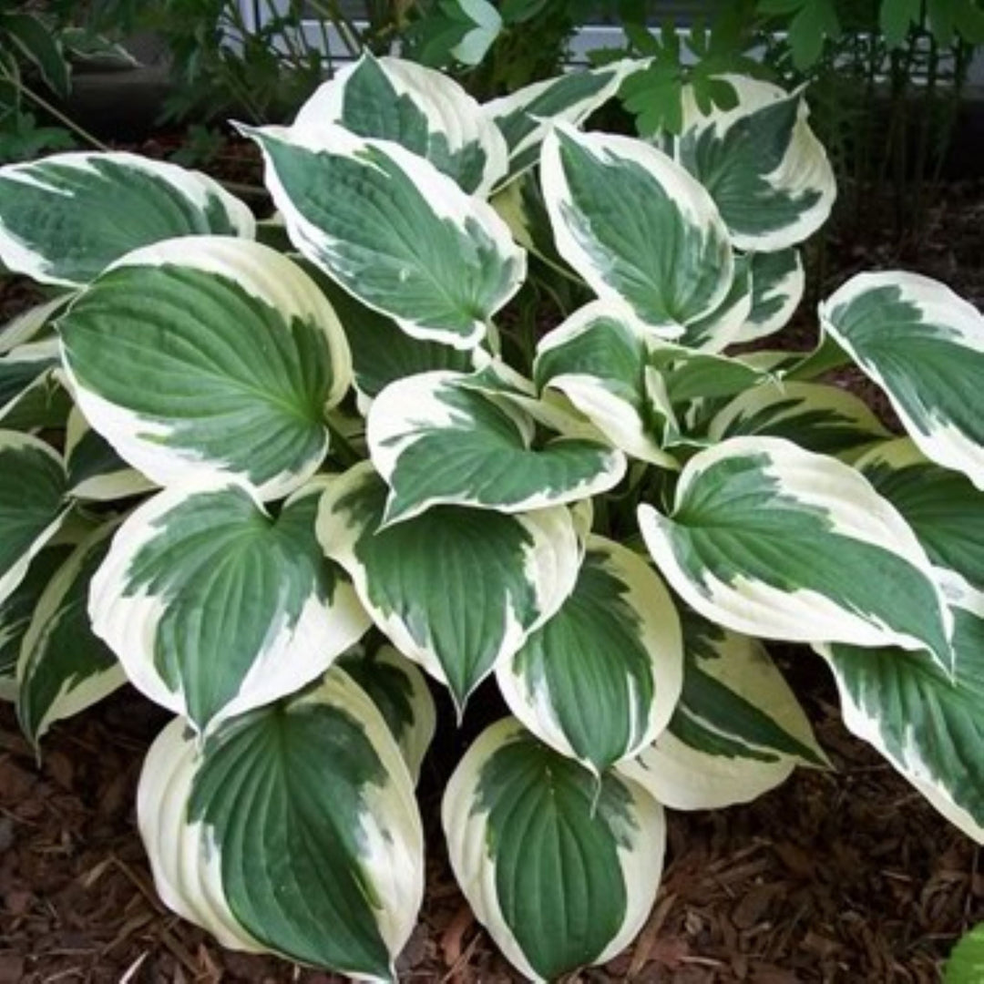 Hosta