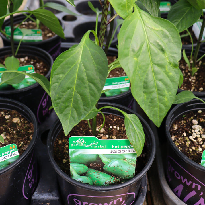 Peppers - 1 Gallon