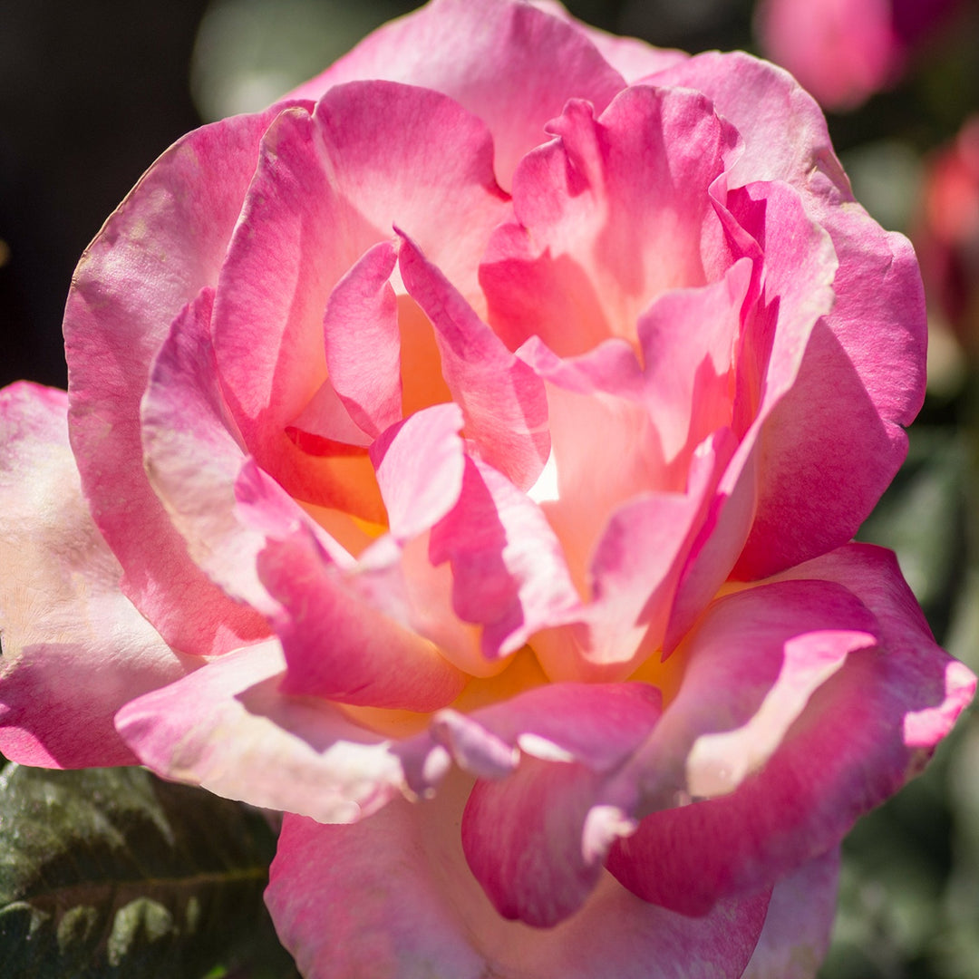Al's Garden and Home Rose