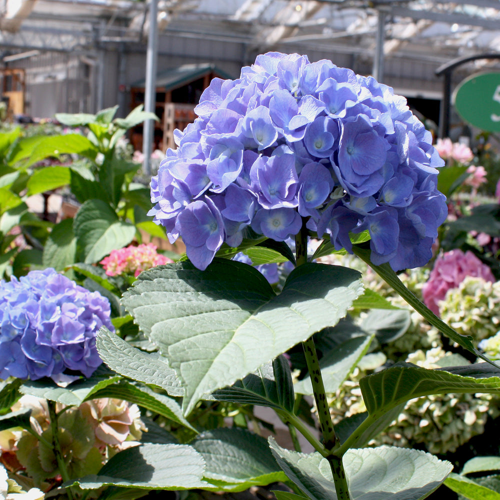 Al's Garden & Home 'Blue Danube' Mophead Hydrangea (Hydrangea macrophylla), 2 Gallon shrub