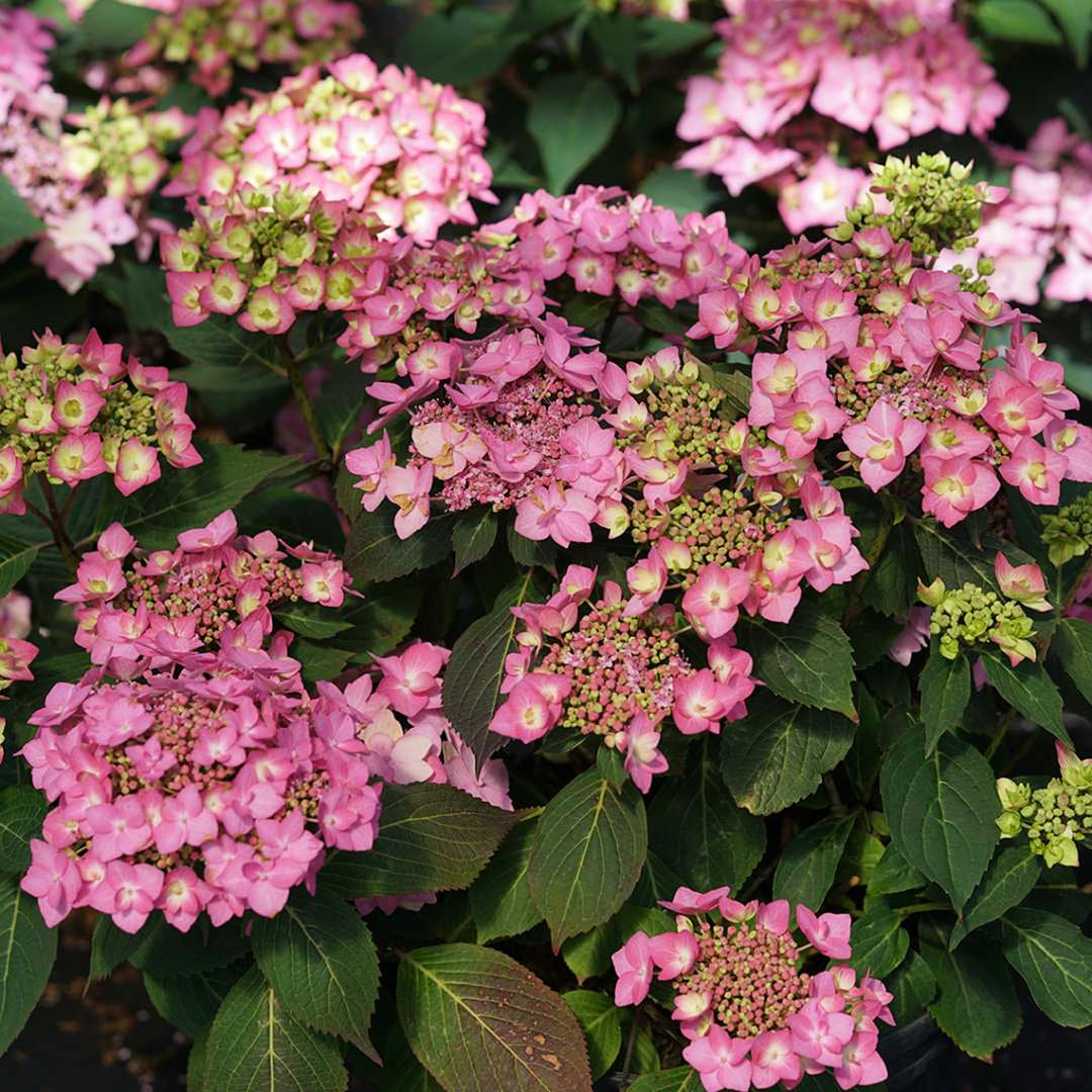 Al's Garden & Home 'Let's Dance Can Do!' Mountain Hydrangea (Hydrangea serrata), 2 Gallon shrub