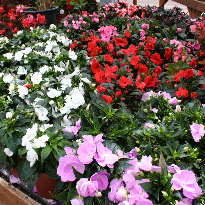 Al's Garden & Home generic New Guinea Impatiens (Impatiens hawkeri), 5 Inch annual