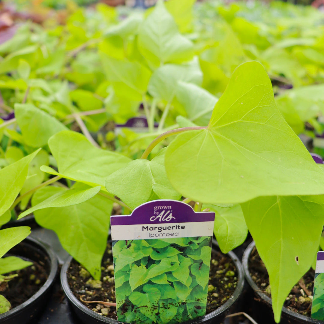 Sweet Potato Vine