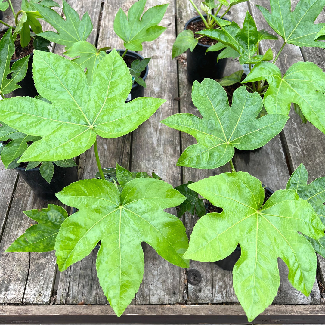 Al's Garden and Home Japanese Aralia