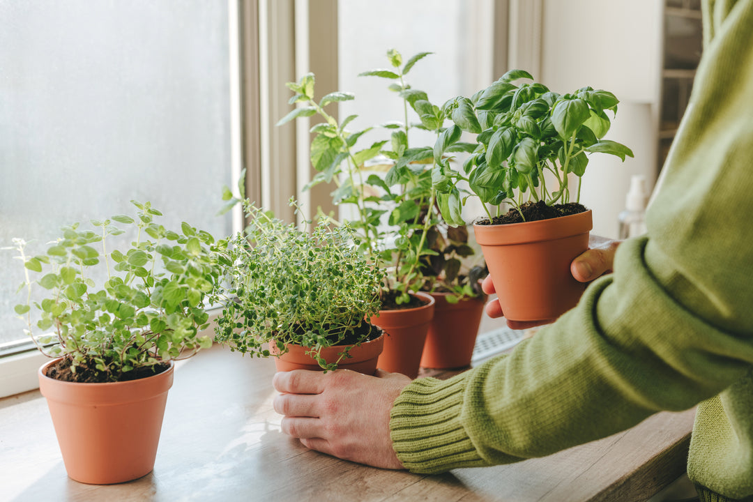 Indoor Gardening: Cultivating Nature’s Bounty Indoors