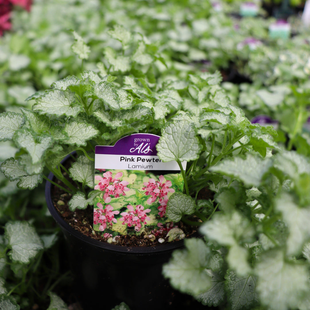 Lamium Pink Pewter