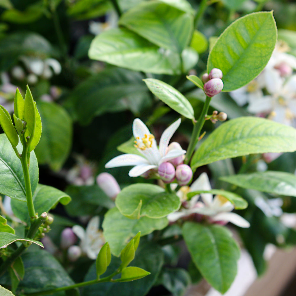 Everde 'Improved Meyer' Meyer's Lemon Tree (Citrus x meyeri), 1 Gallon edible shrub