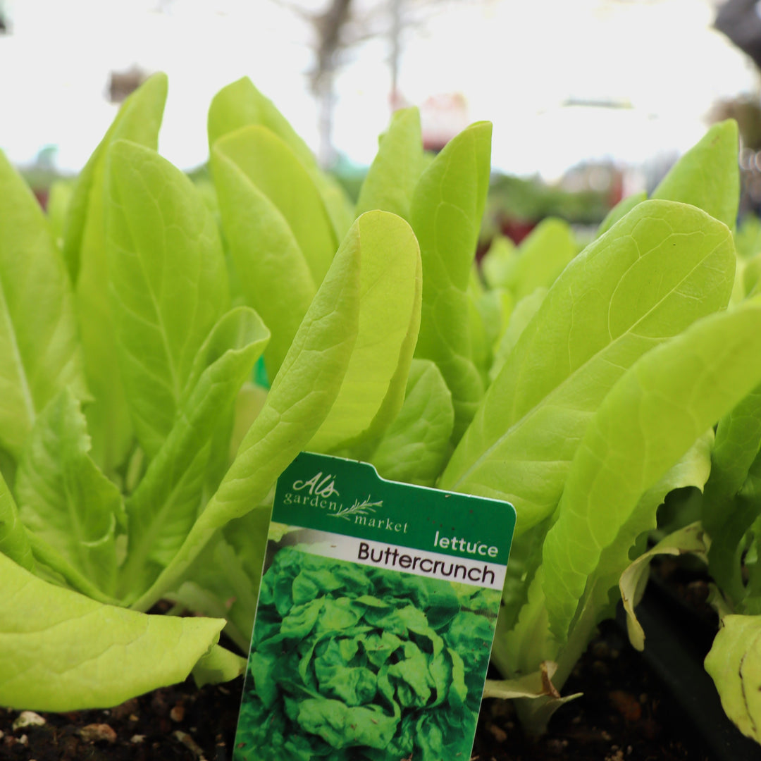 Lettuce