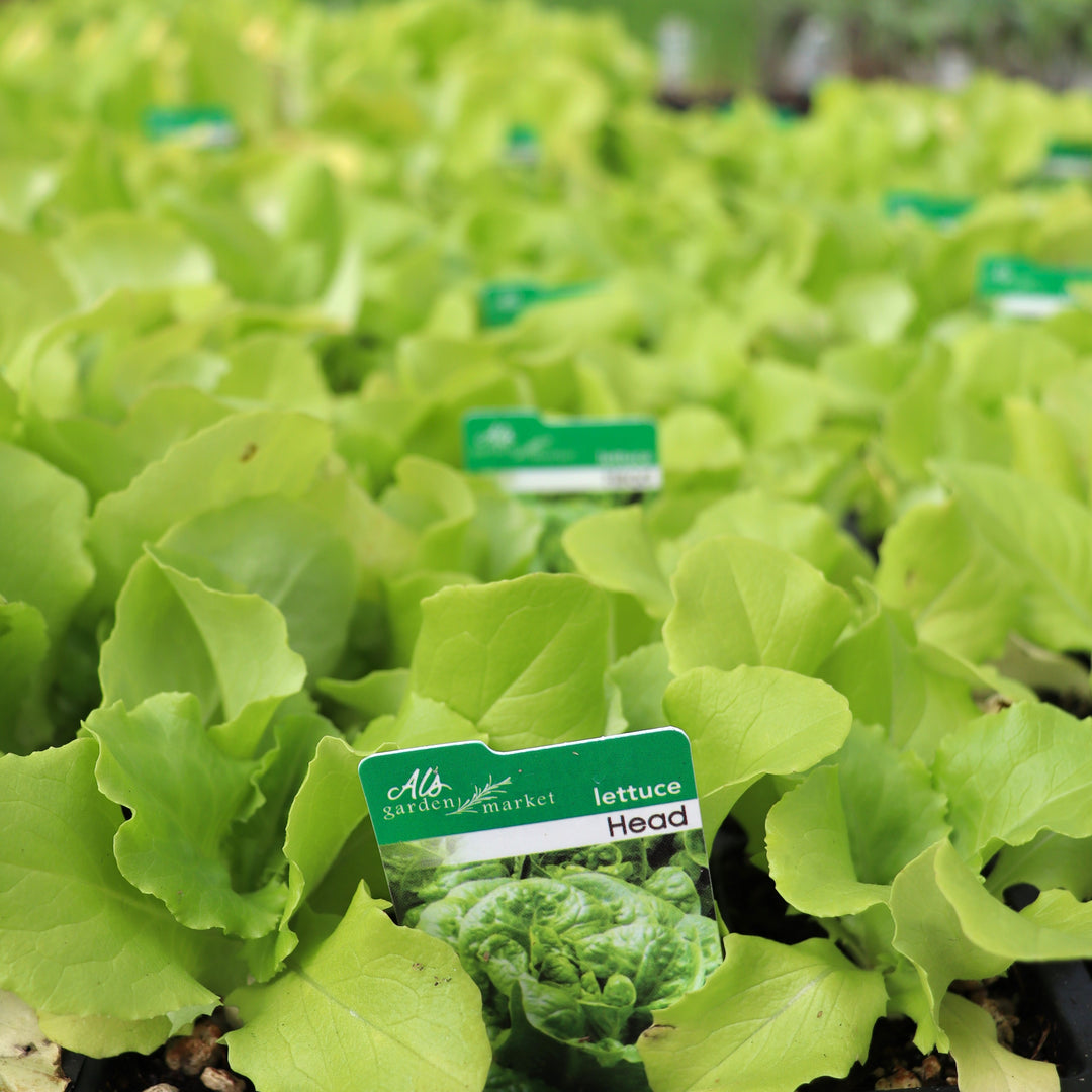 Lettuce