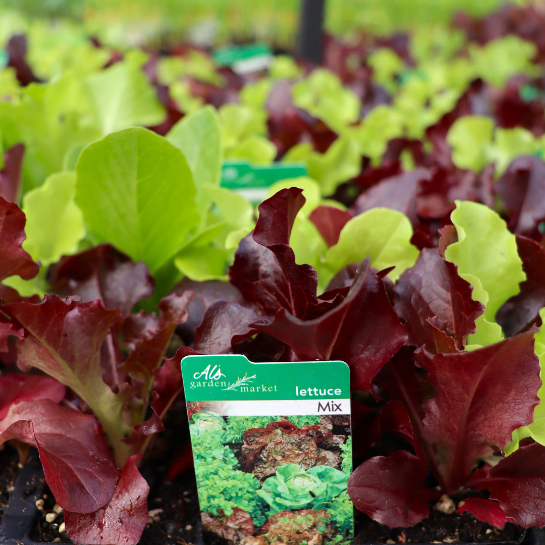 Lettuce