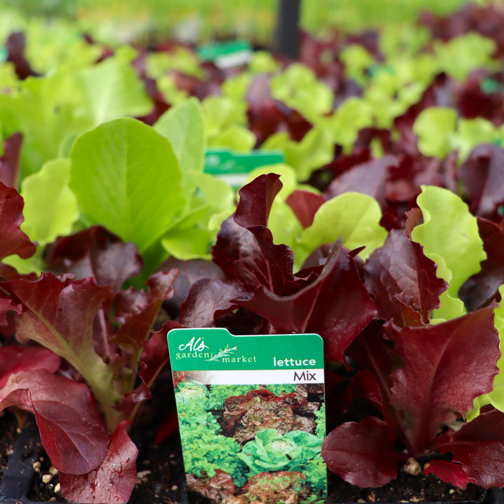 Lettuce