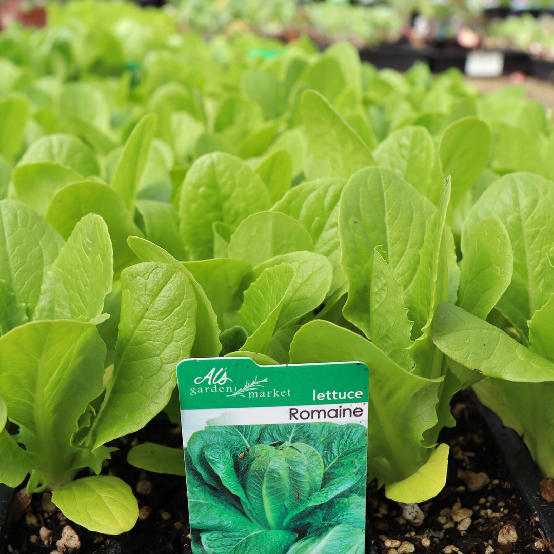 Lettuce