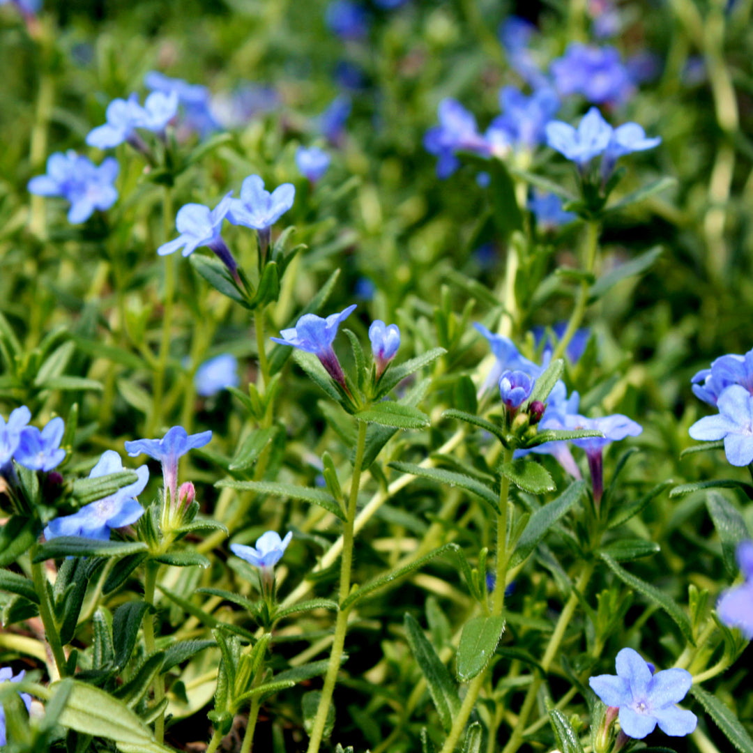 Trailing Lithodora