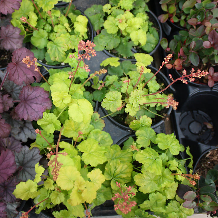 Al's Garden & Home 'Little Cuties Sweet Tart' Coral Bells (Heuchera), 1 Quart perennial