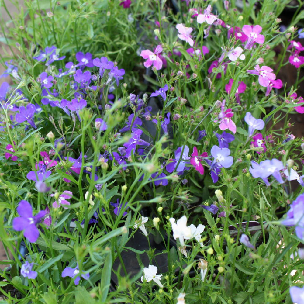 Al's Garden & Home 'Regatta Trailing Mix' Lobelia, 1 Quart annual