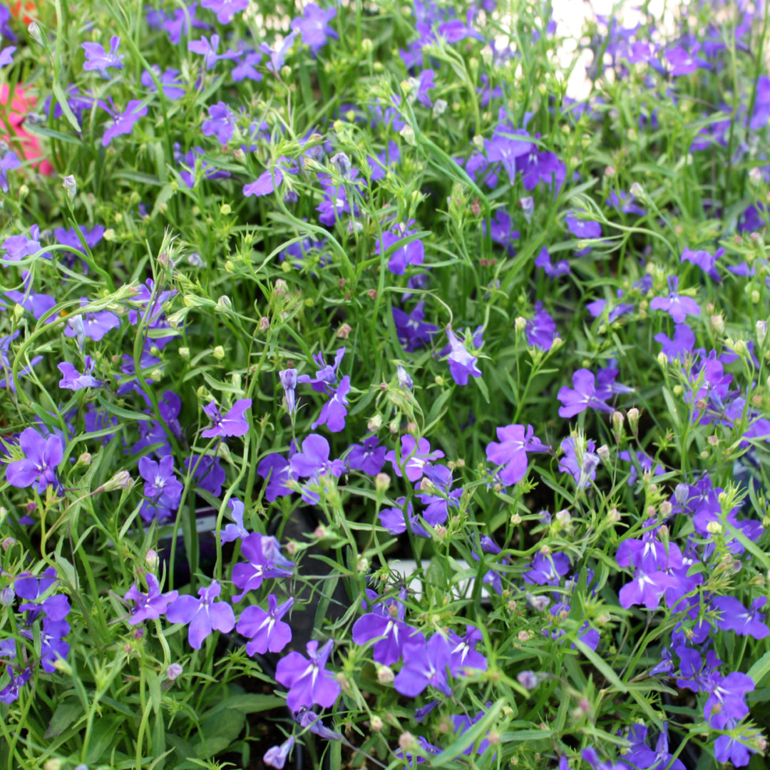 Al's Garden & Home 'Regatta Trailing Midnight Blue' Lobelia, 3-Pack annual
