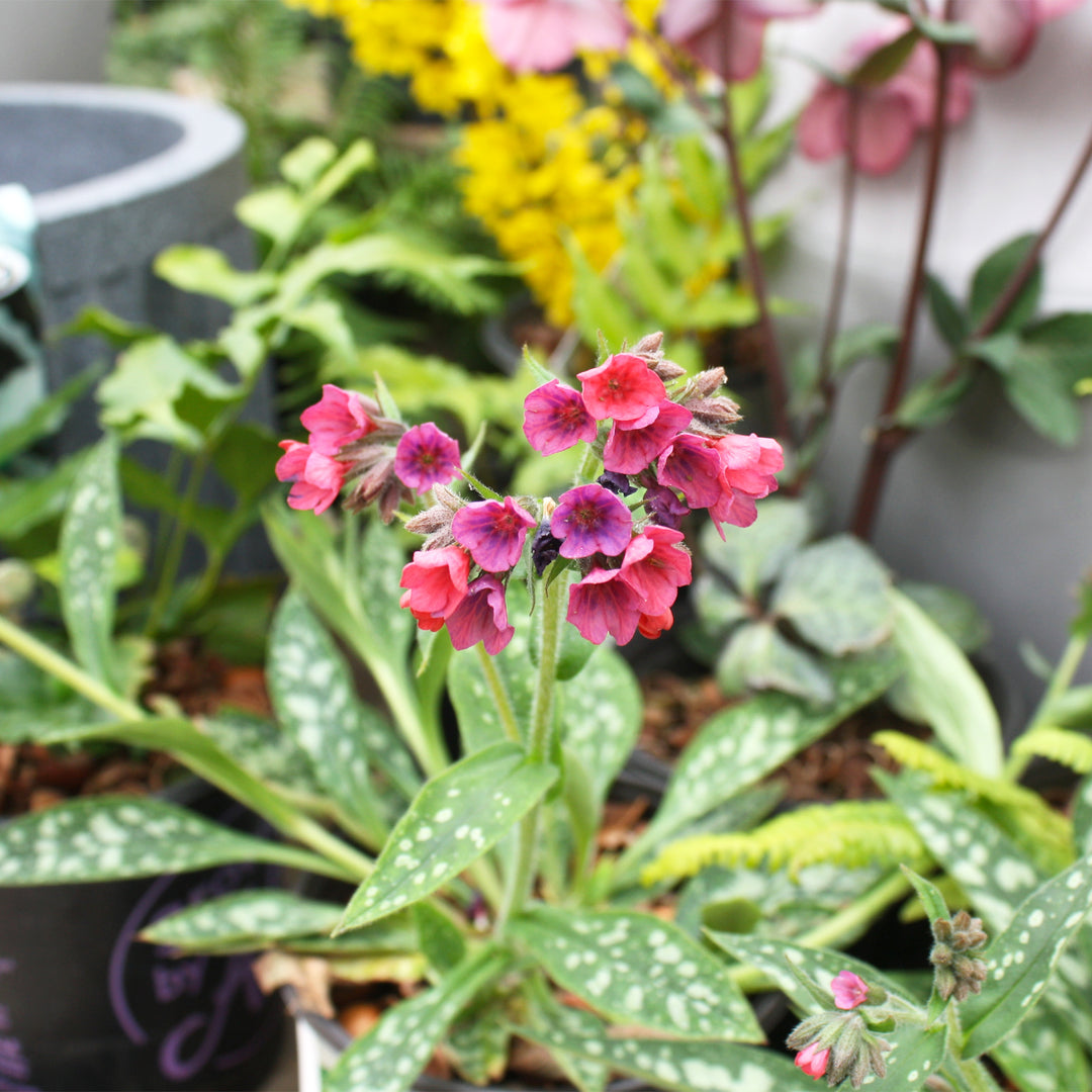 Lungwort
