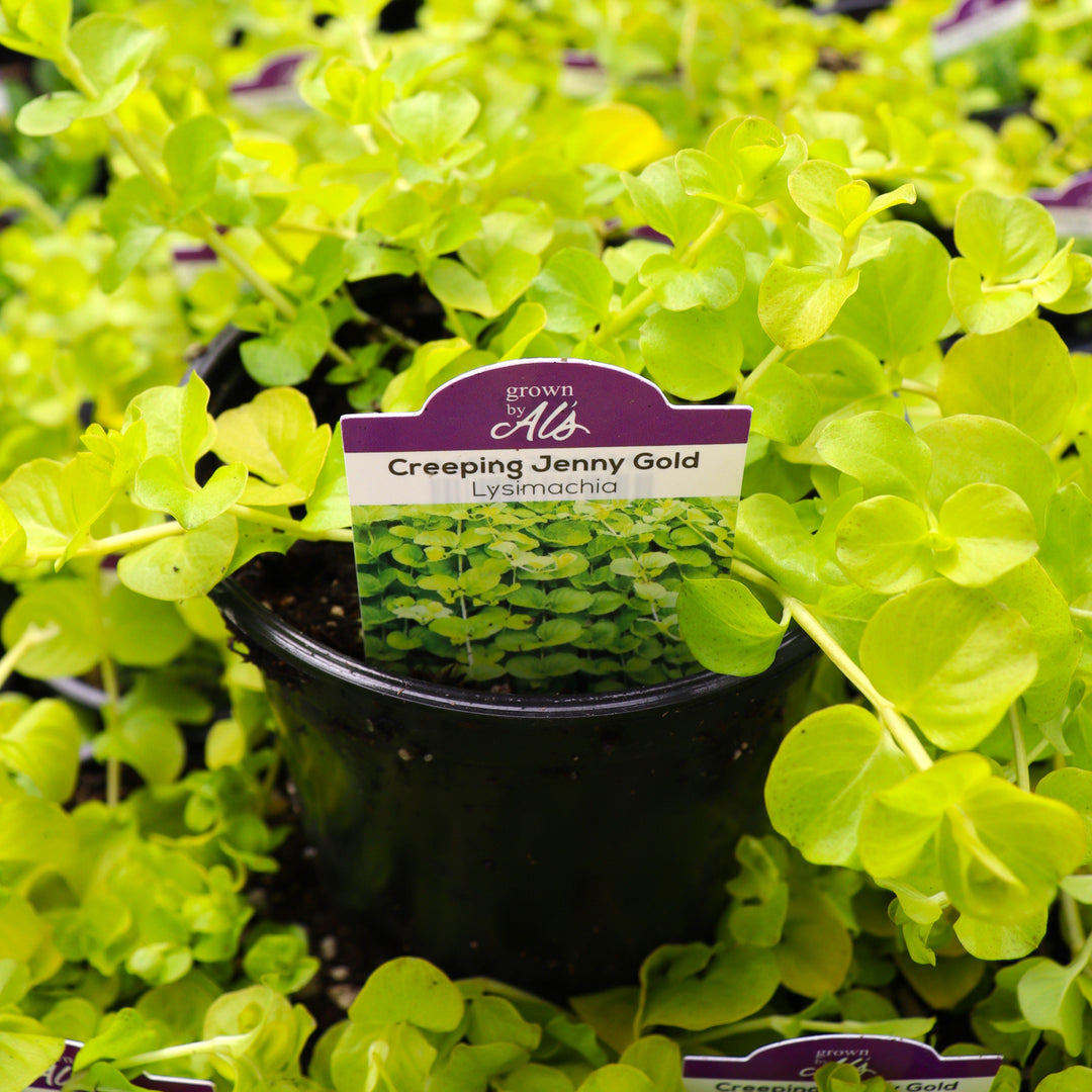 Creeping Jenny