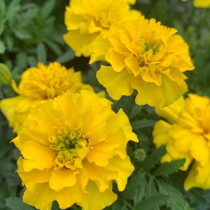 Al's Garden & Home 'Bonanza Yellow' Marigold (Tagetes patula), 3-Pack annual