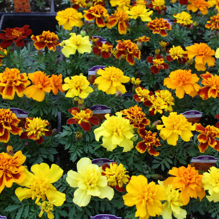 Al's Garden & Home 'Bonanza Mix' Marigold (Tagetes patula), 3-Pack annual