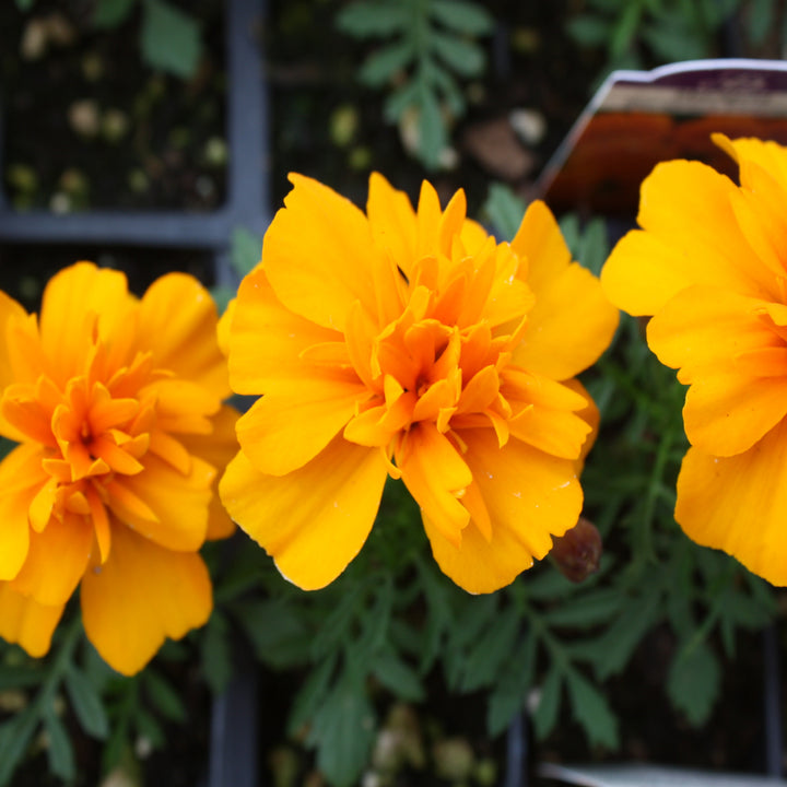 Al's Garden & Home 'Bonanza Orange' Marigold (Tagetes patula), 3-Pack annual