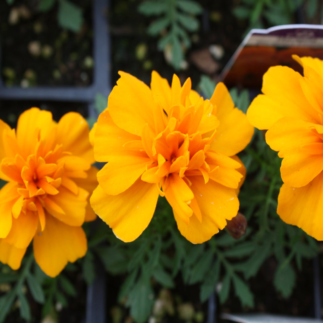 Al's Garden & Home 'Bonanza Orange' Marigold (Tagetes patula), 3-Pack annual