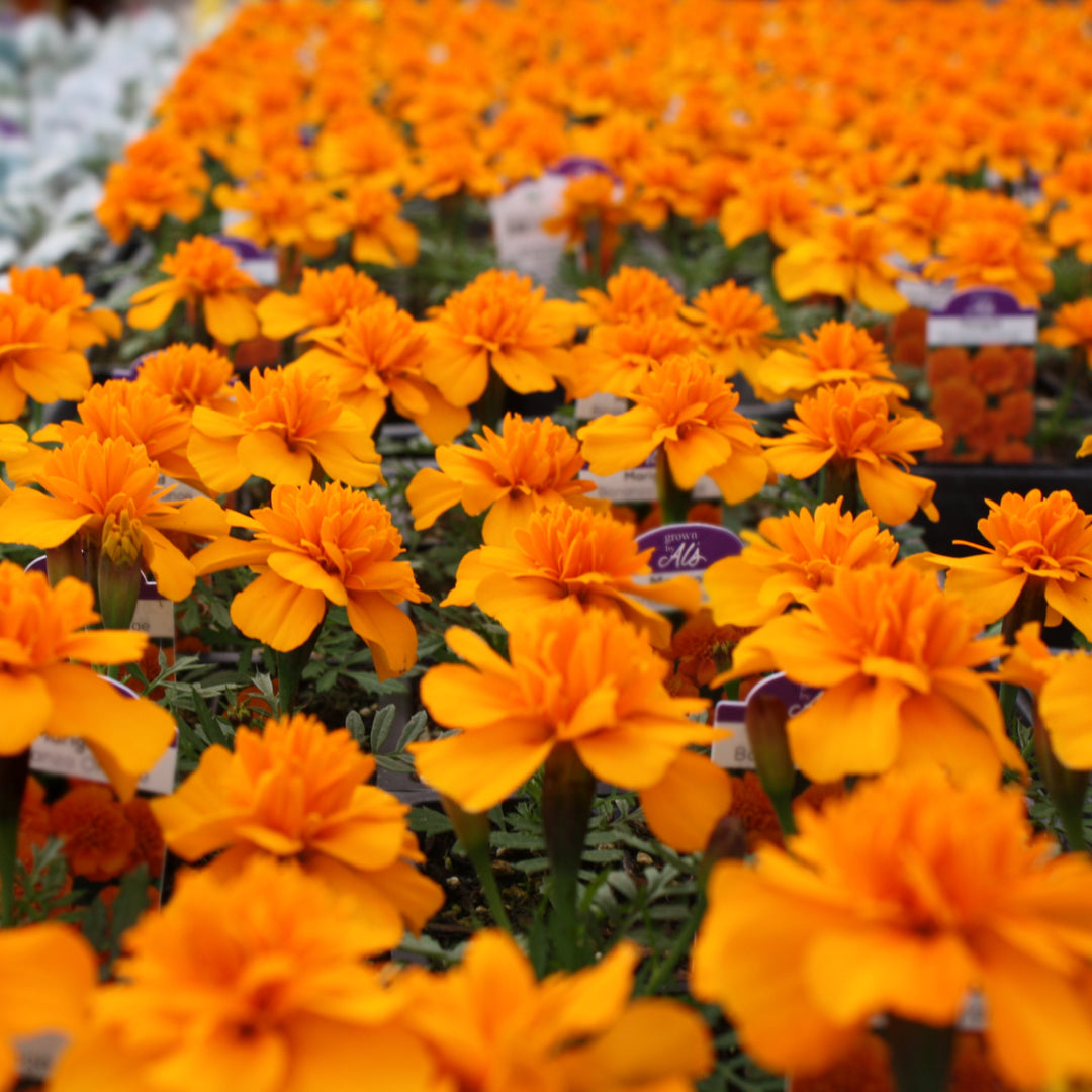 Al's Garden & Home 'Bonanza Orange' Marigold (Tagetes patula), 3-Pack annual