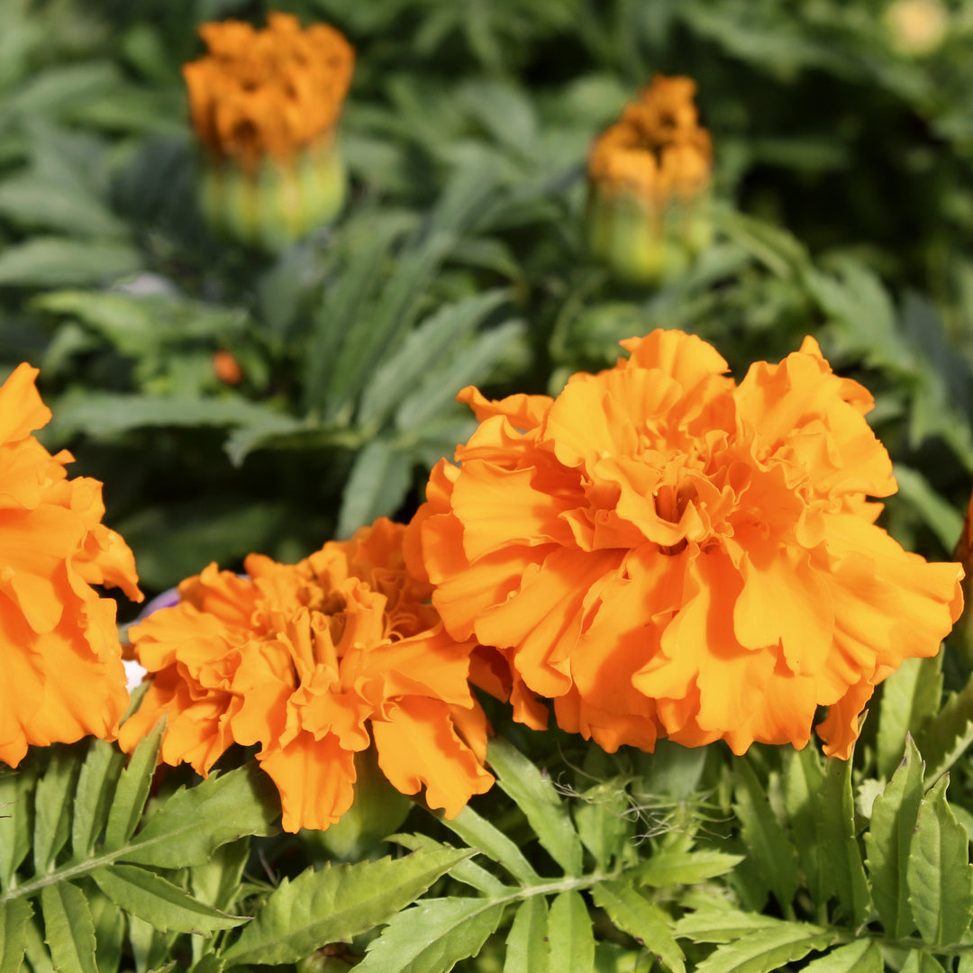 Al's Garden & Home 'African Orange' Marigold (Tagetes patula), 3-Pack annual