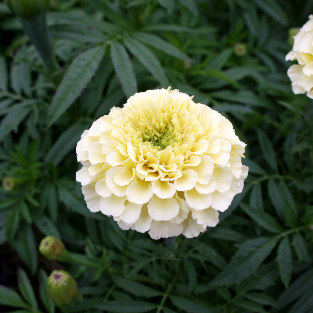 Al's Garden & Home 'African Vanilla' Marigold (Tagetes patula), 3-Pack annual
