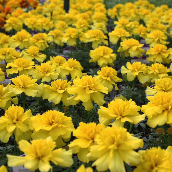 Al's Garden & Home 'Bonanza Orange' Marigold (Tagetes patula), 3-Pack annual