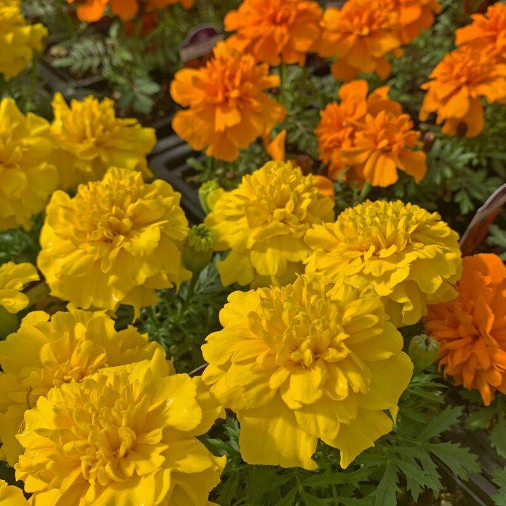 Al's Garden & Home 'Bonanza Yellow' Marigold (Tagetes patula), 3-Pack annual