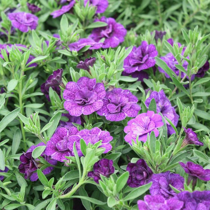 Al's Garden & Home 'MiniFamous Neo Double Dark Blue' Million Bells (Calibrachoa), 4 Inch annual