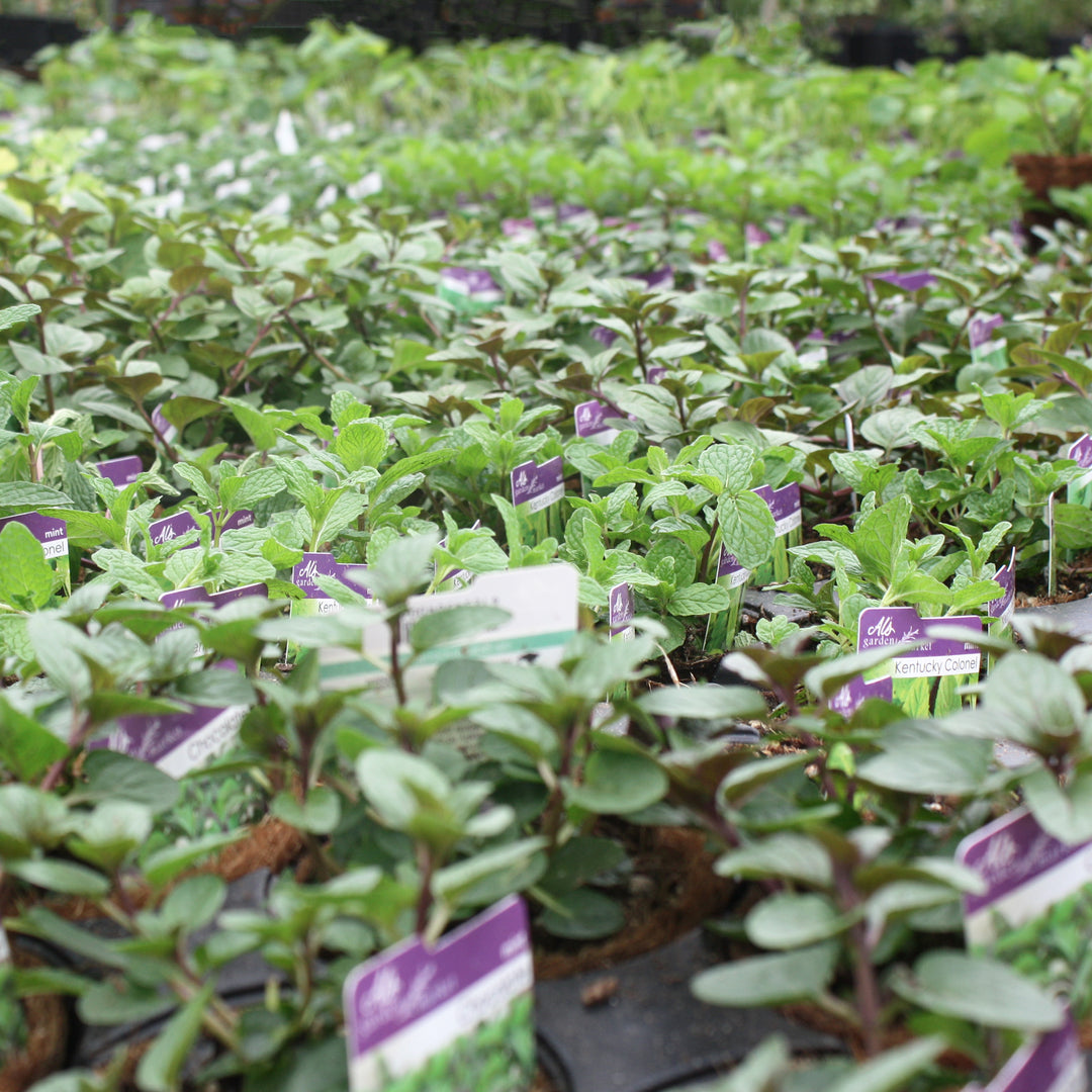 Al's Garden and Home various 4 inch mint herb edibles