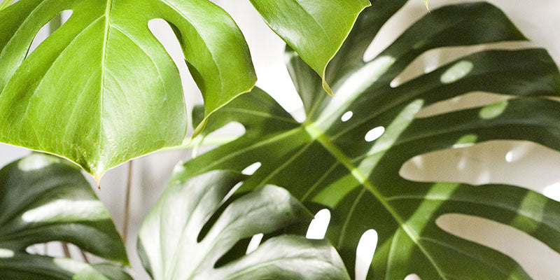 Houseplants