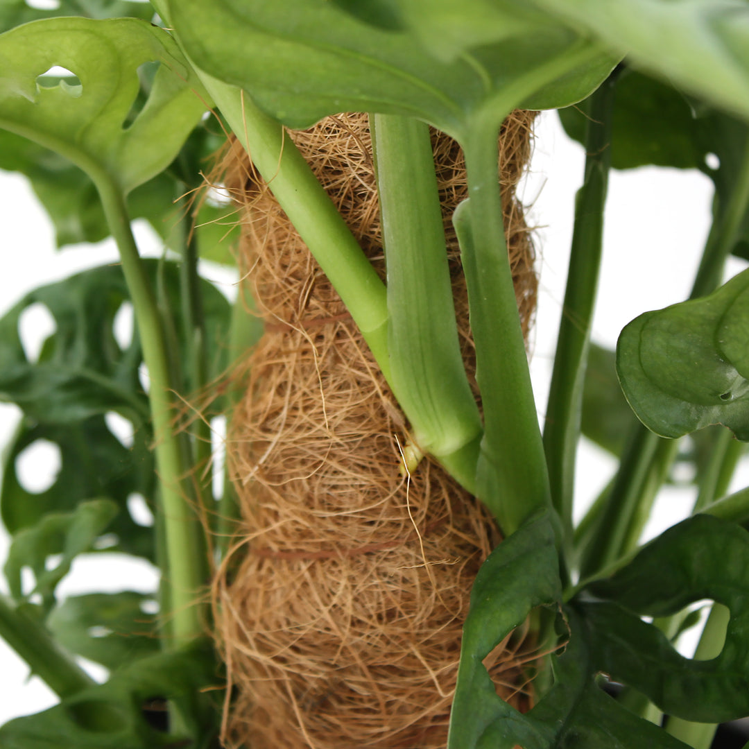 Coir Moss Pole