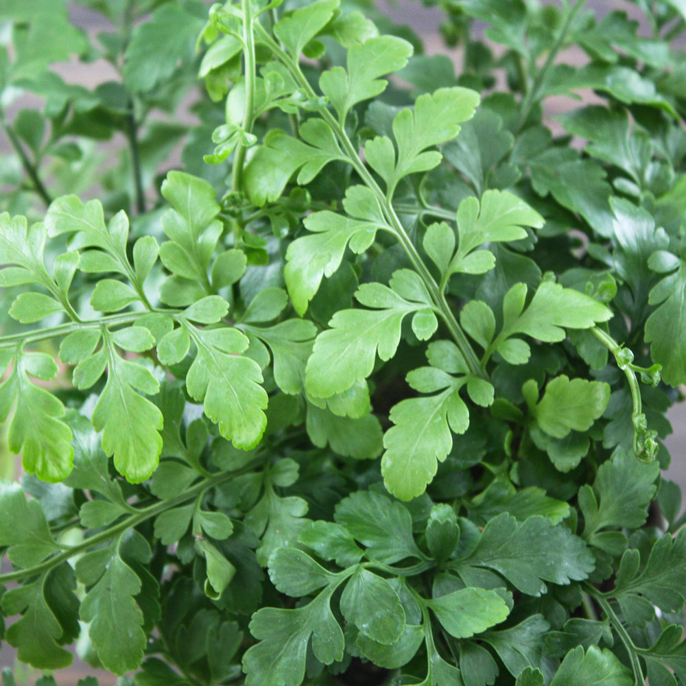 Al's Garden & Home generic Mother Fern (Asplenium parvarti), 4 Inch houseplant