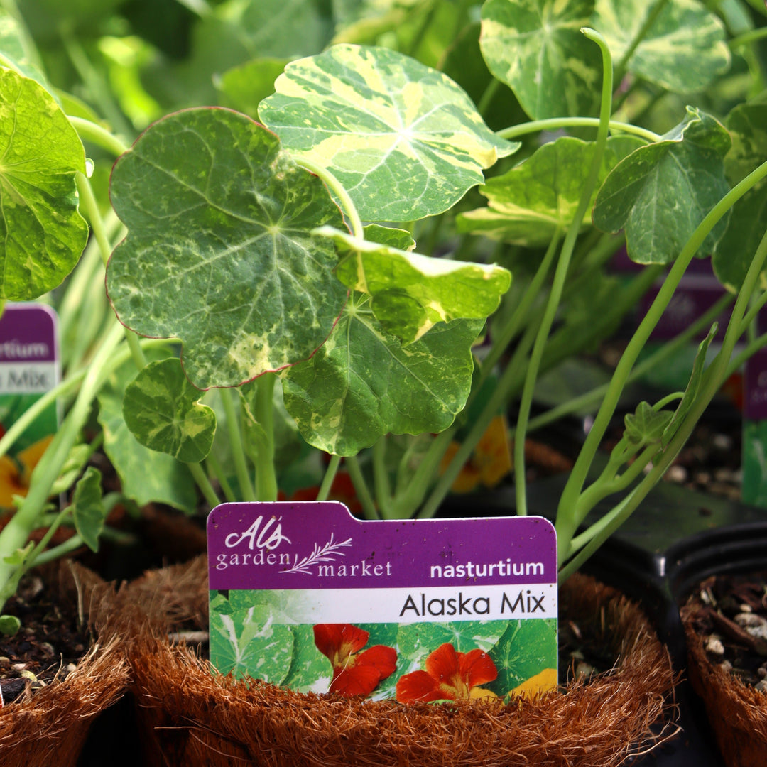 Nasturtium 4"