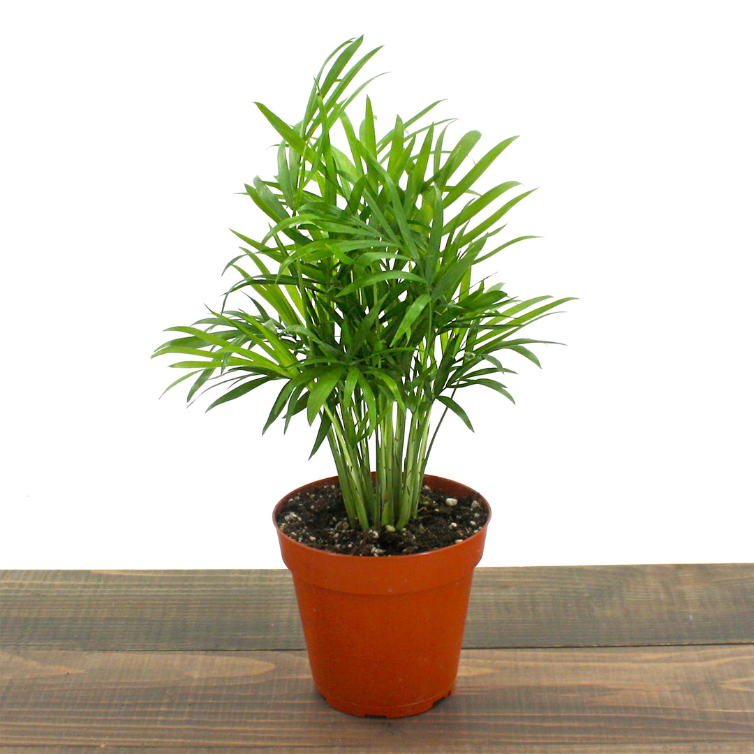 Neanthe Bella Palm