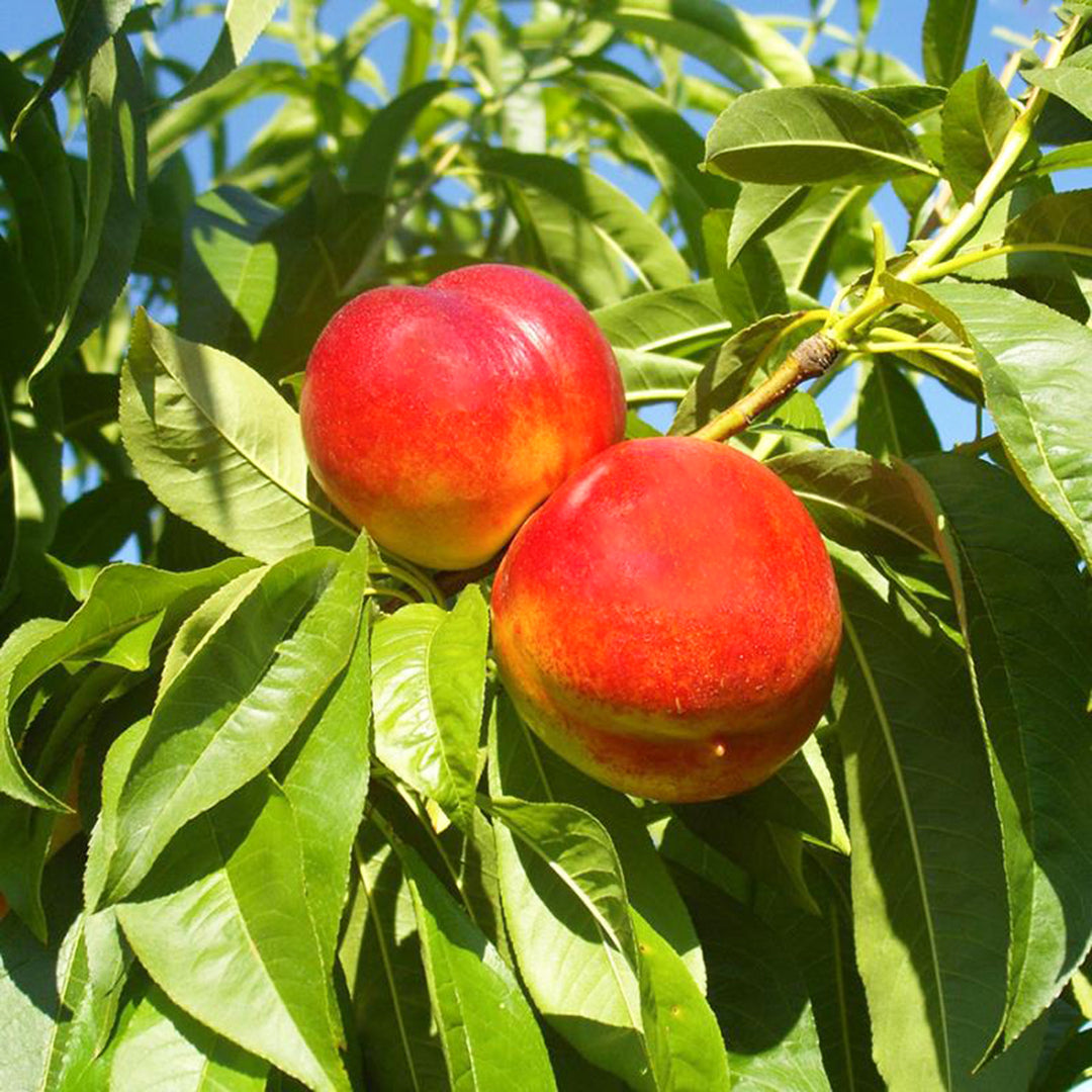 Al's Garden & Home 'Fantasia' Semi-Dwarf Nectarine (Prunus persica nucipersica), 7 Gallon Tree edible tree