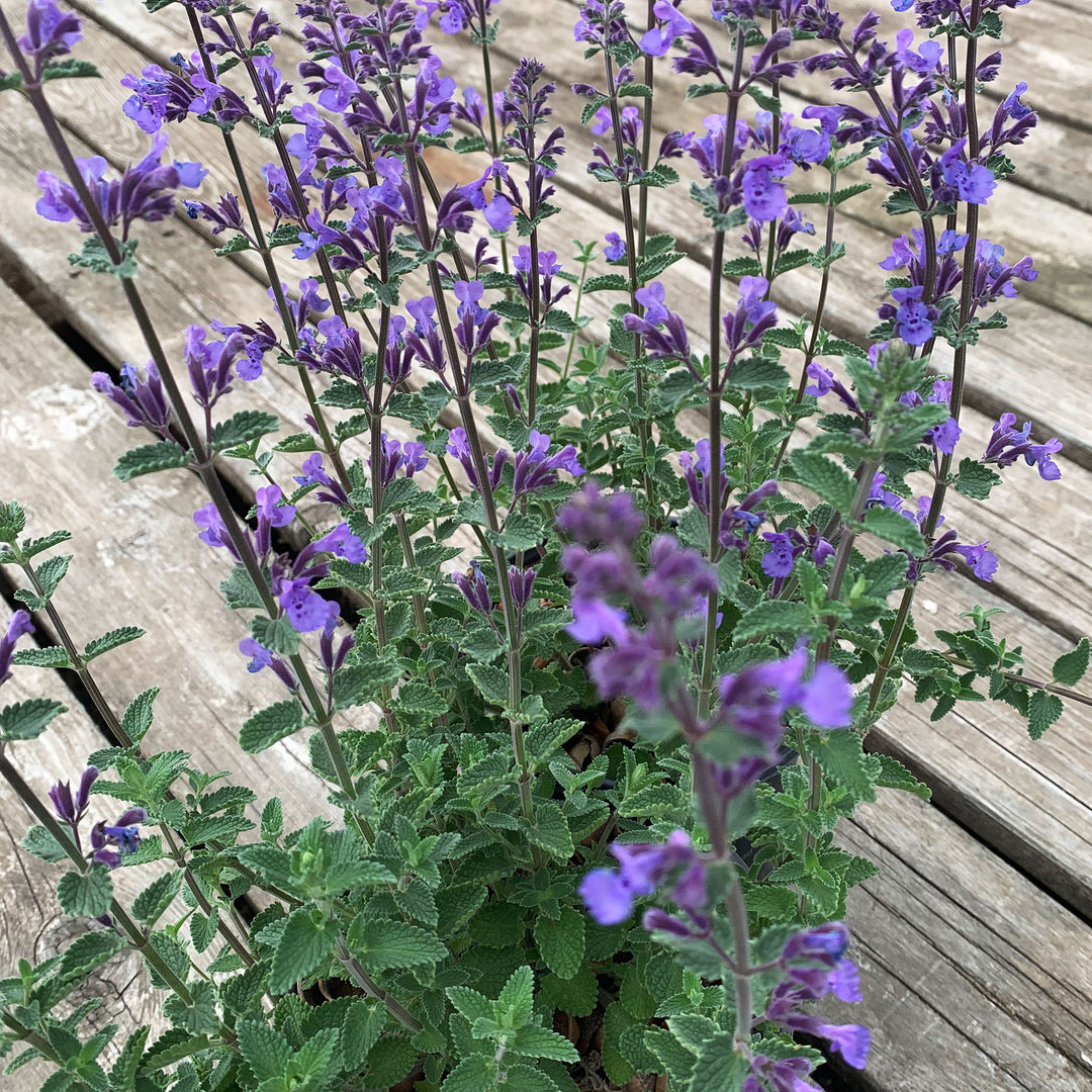 Al's Garden & Home 'Walker's Low' Catmint (Nepeta), 1 Gallon perennial