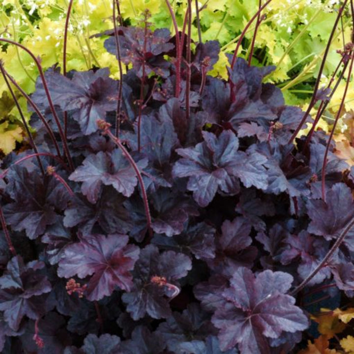 Al's Garden & Home 'Obsidian' Coral Bells (Heuchera), 1 Gallon perennial