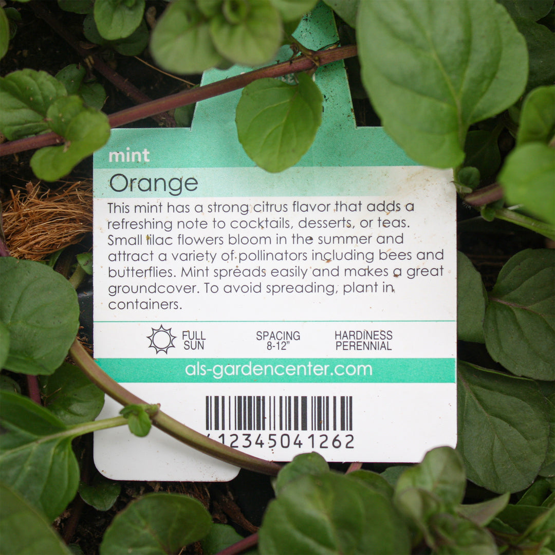 Al's Garden and Home 'Orange' Mint 4 inch herb edibles