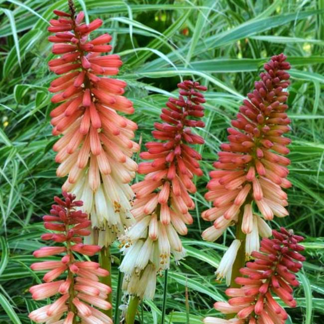 Red Hot Poker