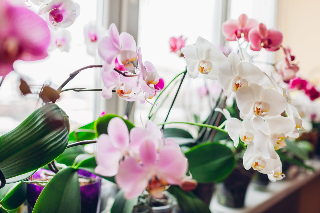 Orchids and Indoor Plants: How to Keep Them Thriving