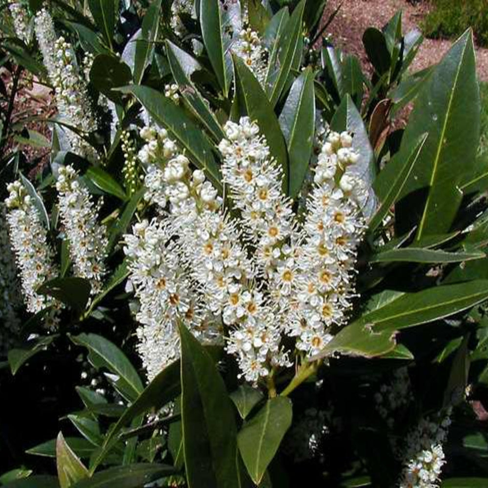 Al's Garden & Home 'Otto Luyken' English Laurel (Prunus laurocerasus), 7 Gallon shrub