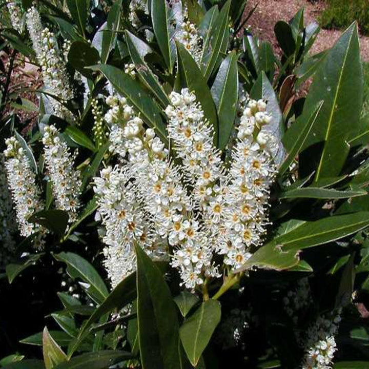 Al's Garden & Home 'Otto Luyken' English Laurel (Prunus laurocerasus), 7 Gallon shrub