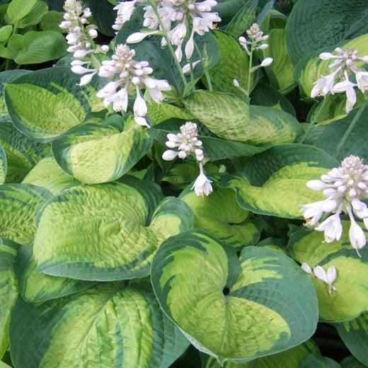 Hosta