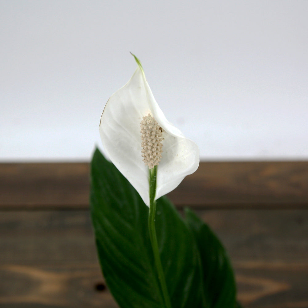 Al's Garden & Home generic Peace Lily (Spathiphyllum), 4 Inch houseplant