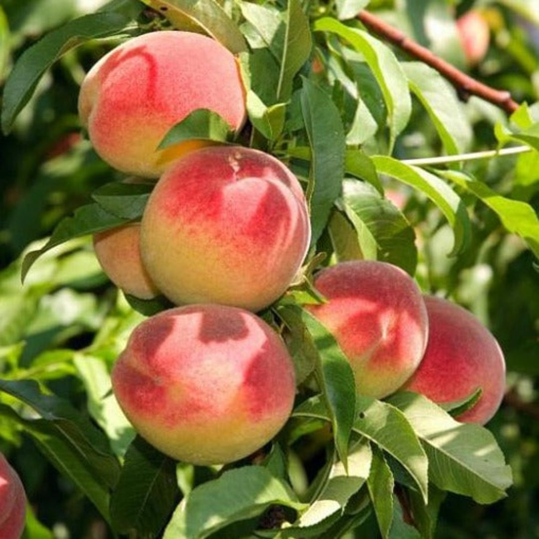 Al's Garden and Home Peach Tree