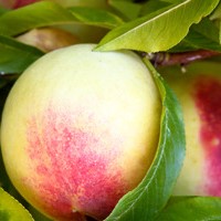 Al's Garden & Home 'Elberta' Semi-Dwarf Peach (Prunus persica), 7 Gallon Tree edible tree